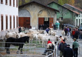 La fiero de Son Martin a Casteldelfino