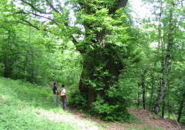 Passeggiata al castagno monumentale di Melle