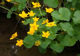 Fiori di Bach