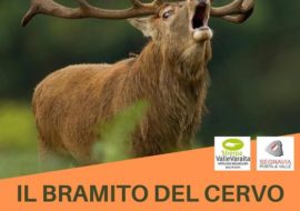 Il bramito del cervo in Valle Varaita