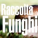 RACCOLTA FUNGHI