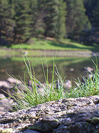 LAGHI