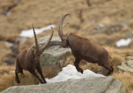 Conoscere la nostra fauna