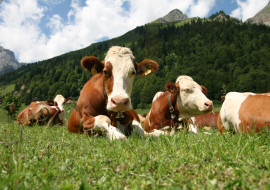 Ritorno dall’alpe – Pontechianale