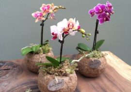 Mostra mercato Flora a Costigliole Saluzzo