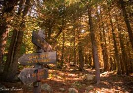 il bosco dell’ Alevè